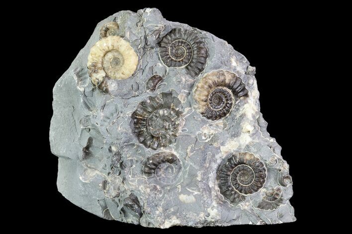 Ammonite (Promicroceras) Cluster -Somerset, England #86256
